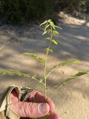 Koelreuteria bipinnata