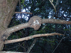 Agrobacterium pseudotsugae