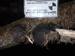 Agrobacterium pseudotsugae