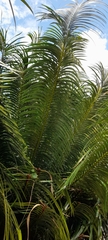 Cycas circinalis