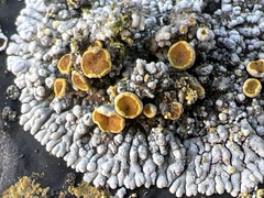 Lecanoraceae