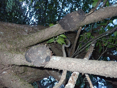 Agrobacterium pseudotsugae