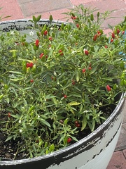 Capsicum annuum