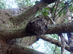 Agrobacterium pseudotsugae