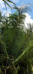 Cycas circinalis