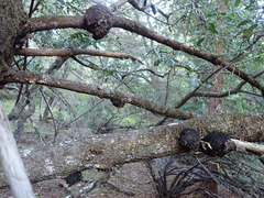 Agrobacterium pseudotsugae