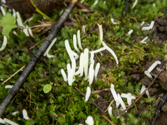Clavaria fragilis