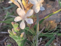 Lapeirousia pyramidalis pyramidalis