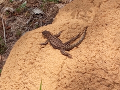 Tropidurus torquatus