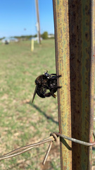 Mallophora leschenaulti