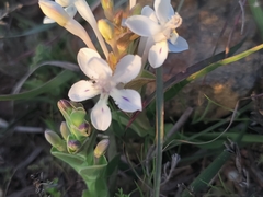 Lapeirousia pyramidalis pyramidalis