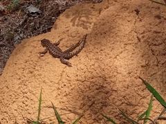 Tropidurus torquatus