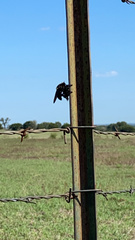 Mallophora leschenaulti
