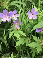 Geranium erianthum