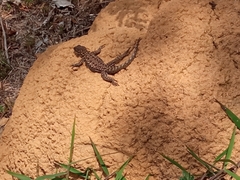 Tropidurus torquatus