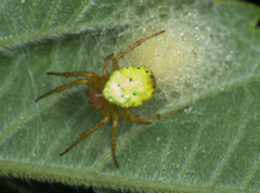 Araniella cucurbitina