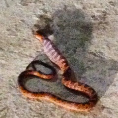 Leptodeira rhombifera