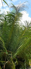 Cycas circinalis