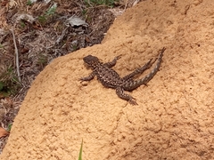 Tropidurus torquatus