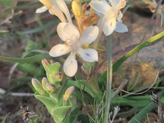 Lapeirousia pyramidalis pyramidalis