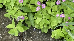 Oxalis latifolia