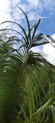 Cycas circinalis
