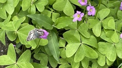 Oxalis latifolia