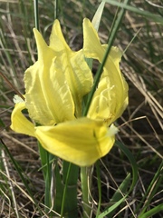 Iris pumila