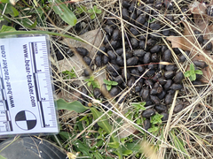 Odocoileus hemionus columbianus