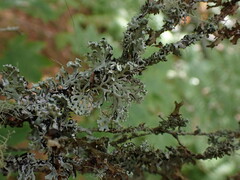 Hypogymnia physodes
