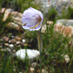 Gladiolus patersoniae
