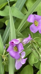 Oxalis latifolia