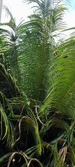 Cycas circinalis