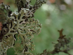 Hypogymnia physodes