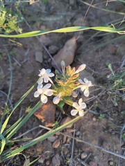Lapeirousia pyramidalis pyramidalis