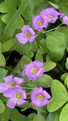 Oxalis latifolia