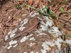 Tropidurus
