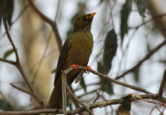 Manorina melanophrys