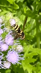Hoplitimyia constans