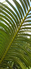 Cycas circinalis