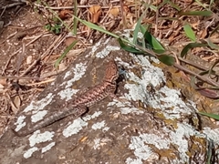 Tropidurus