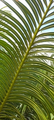 Cycas circinalis