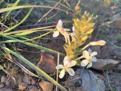 Lapeirousia pyramidalis pyramidalis