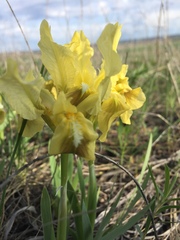 Iris pumila