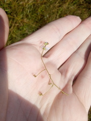 Veronica scutellata