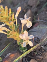 Lapeirousia pyramidalis pyramidalis