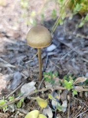 Panaeolus papilionaceus