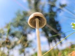 Panaeolus papilionaceus