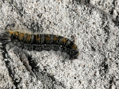 Bombycomorpha bifascia