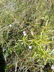 Veronica scutellata